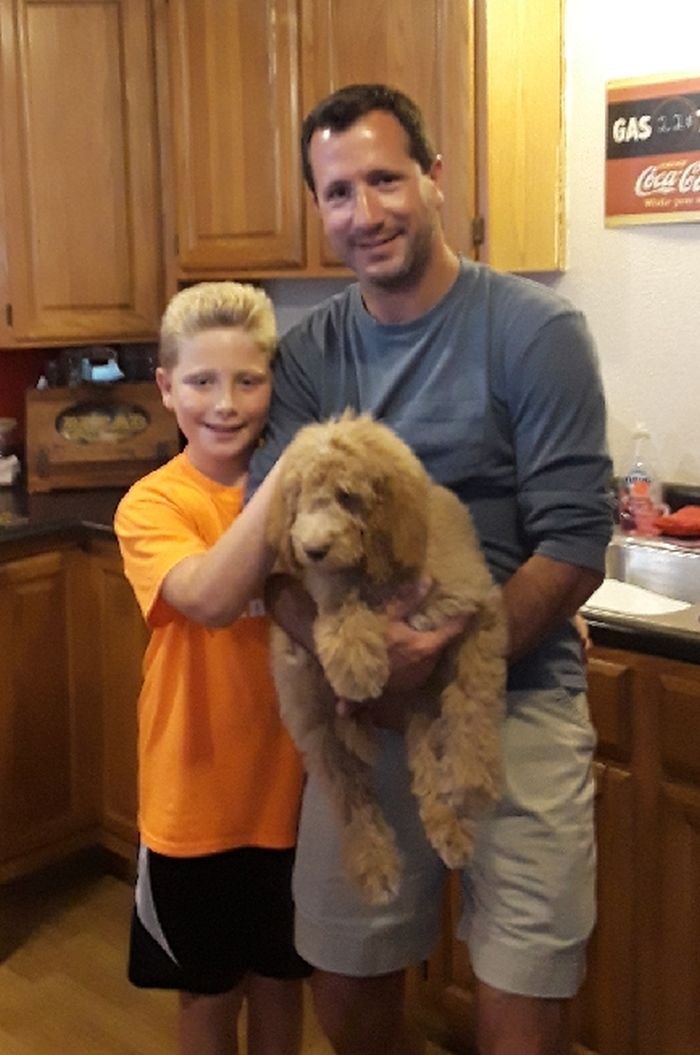 Goldendoodle Puppies & Breeder in Ohio | Kingdom Hearts Kennel